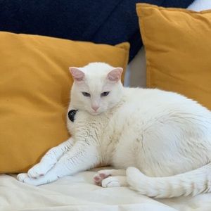 Meet your Posher, Elizabeth